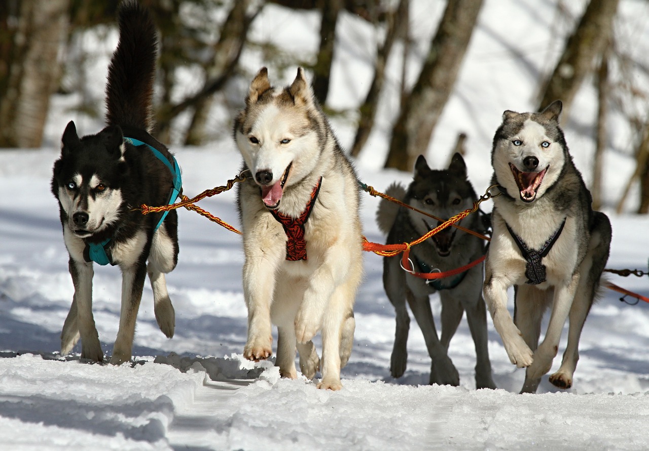 Do Lomnice zavítajú snežné psy