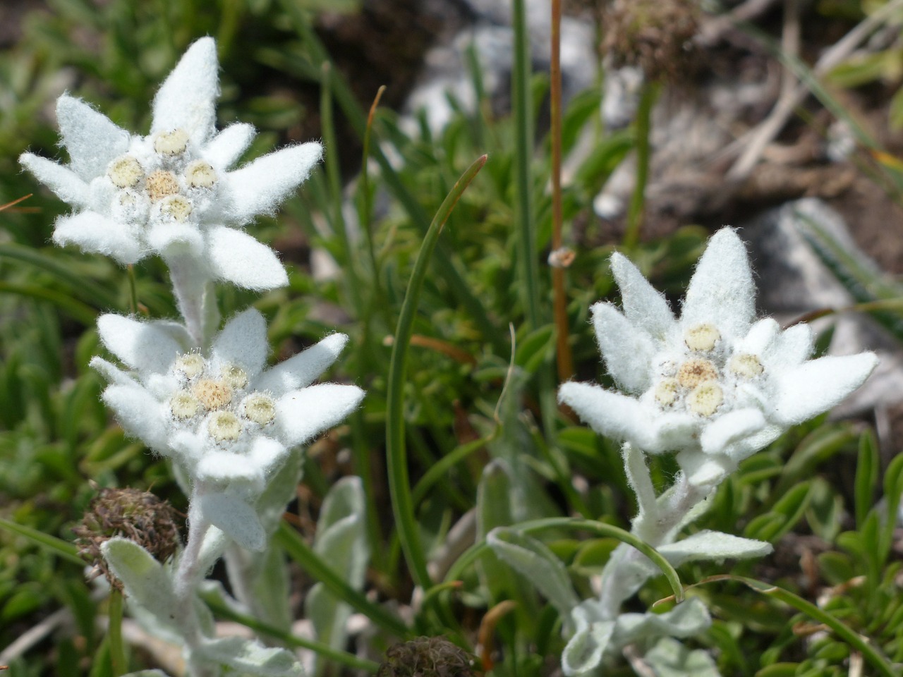 Botanická záhrada po takmer sedemmesačnej prestávke opäť otvorená
