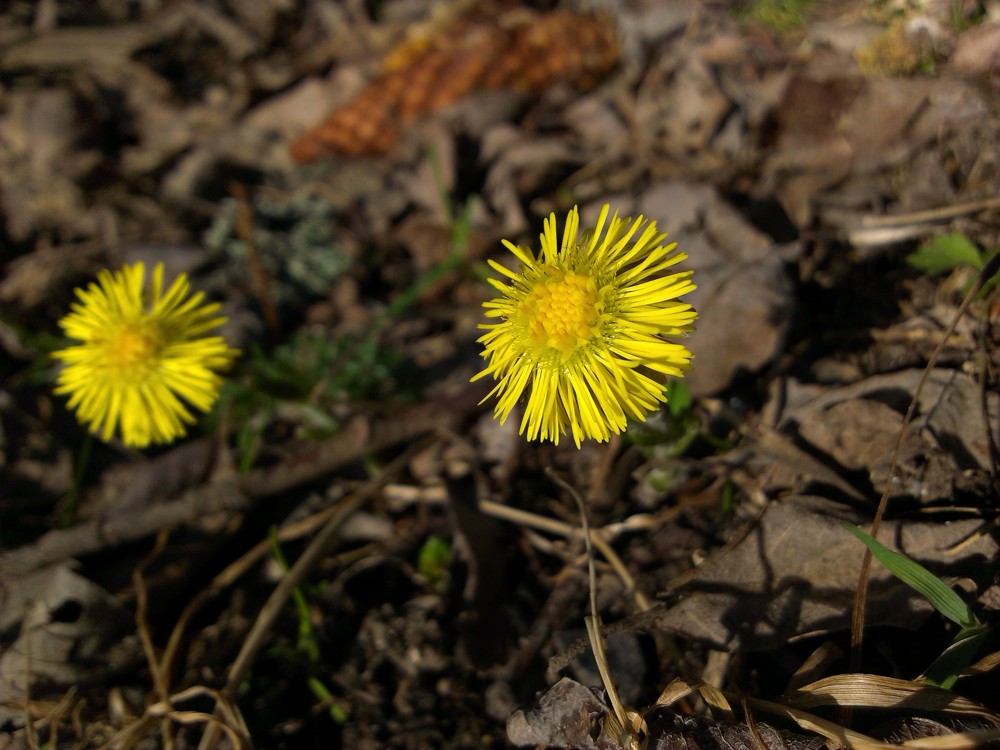 V Tatrách sa bude oslavovať jar - aktualizované