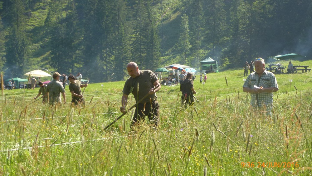 Kosenie tatranských lúk