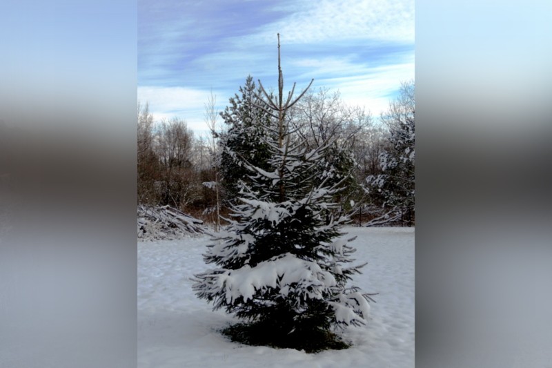 Príďte si po vianočný stromček a pstruha na predvianočný trh