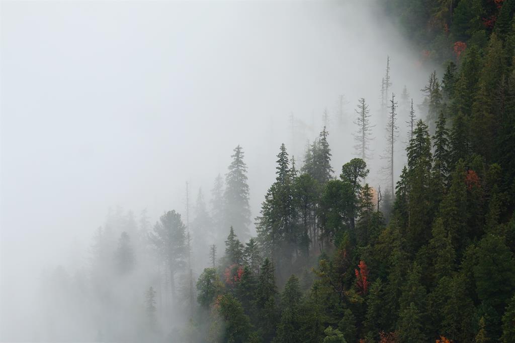 Nesmrteľný les - repríza